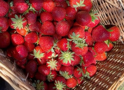  Bánh Ngọt Trái Cây – Sự Hòa Quyện  Giữa Vị Ngọt Và Tươi Mát : trịnh đan huy