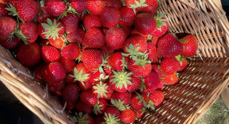  Bánh Ngọt Trái Cây – Sự Hòa Quyện  Giữa Vị Ngọt Và Tươi Mát : trịnh đan huy