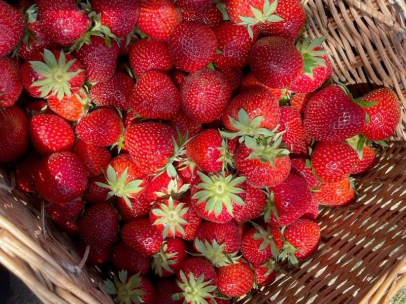  Bánh Ngọt Trái Cây – Sự Hòa Quyện  Giữa Vị Ngọt Và Tươi Mát : trịnh đan huy